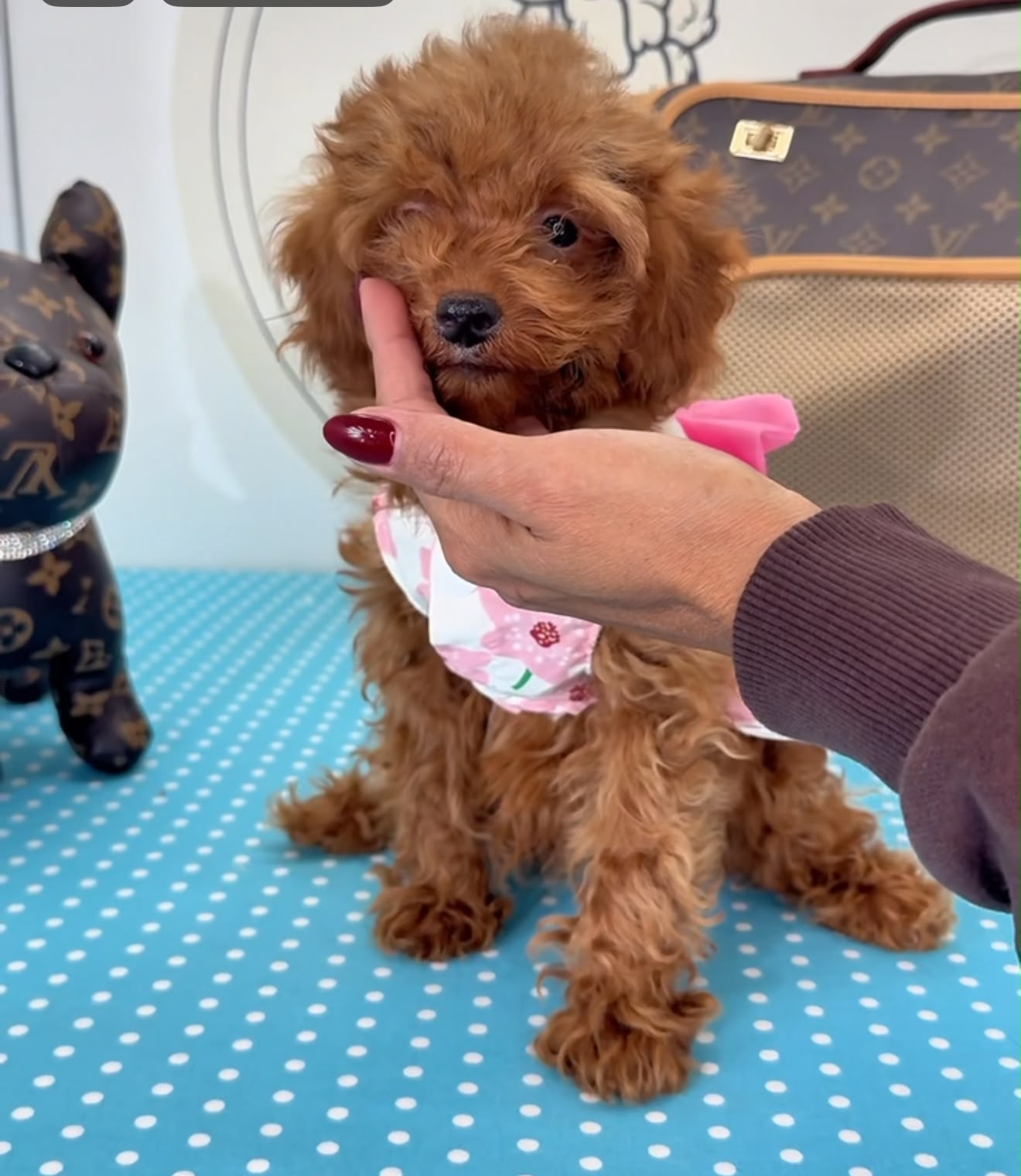Cucciolo di barboncino dal mantello rossiccio con fiocco rosa